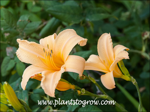 An heirloom Daylily